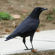 Image for article titled Crows Are Even Smarter Than We Thought Possible